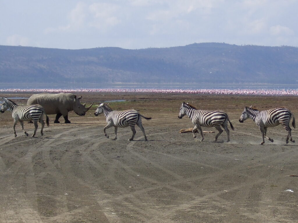 Lake Nakuru Nashörner und Zebras