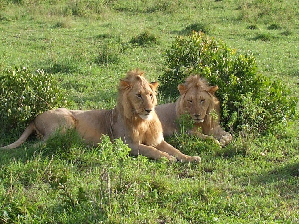 Masai Mara Nationalpark zwei Läwen im Gras