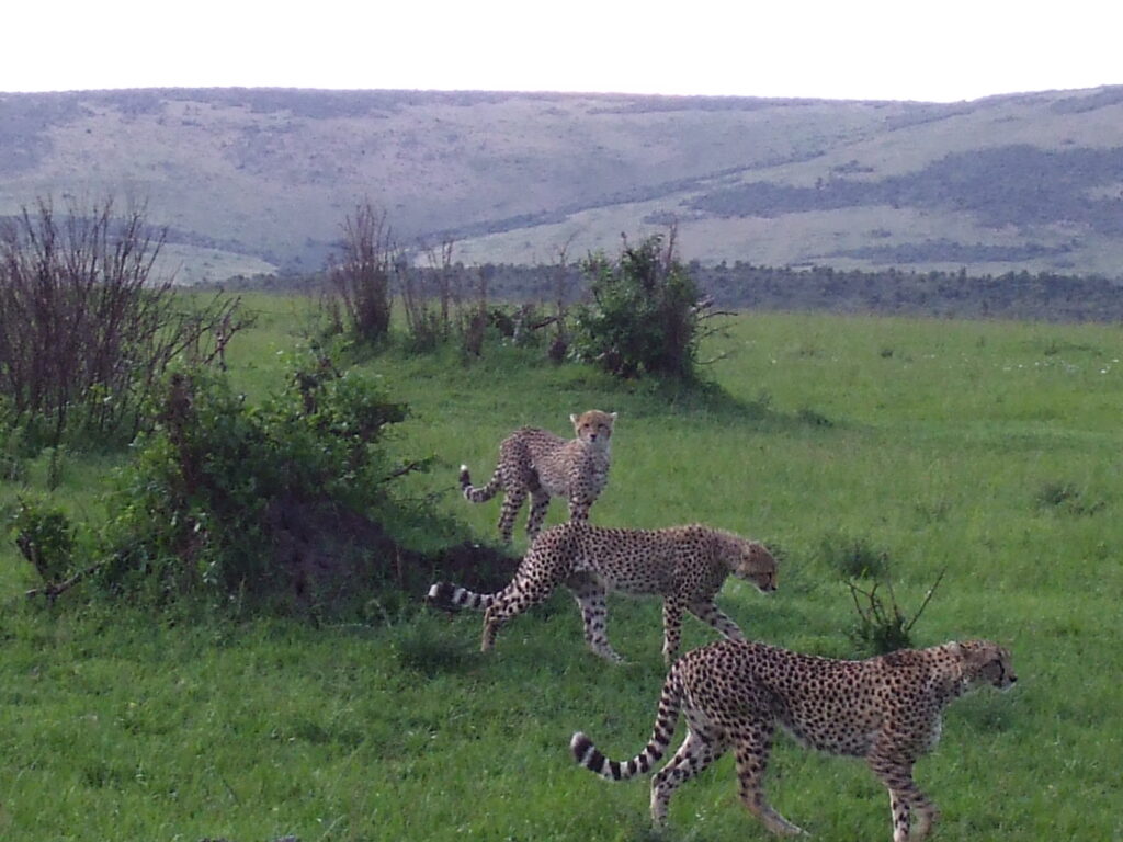 Masai Mara Nationalpark Gepardenfamilie im Gras