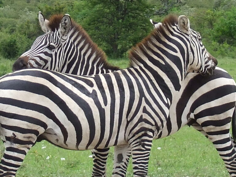 Masai Mara Nationalpark Zebras am Kuscheln