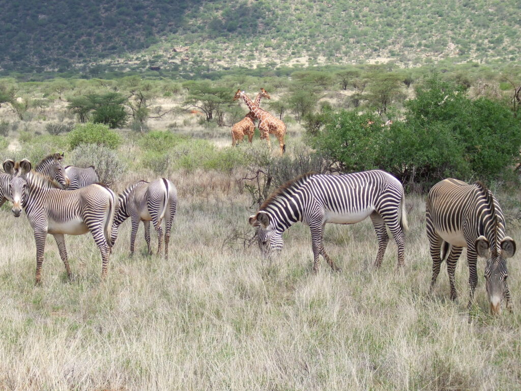 Samburu Nationalpark Zebras und Giraffen