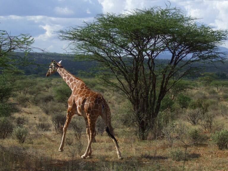 Samburu Nationalpark Giraffe rennt