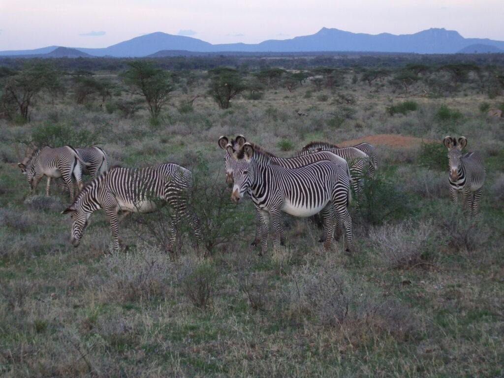 Samburu Nationalpark Zebraherde