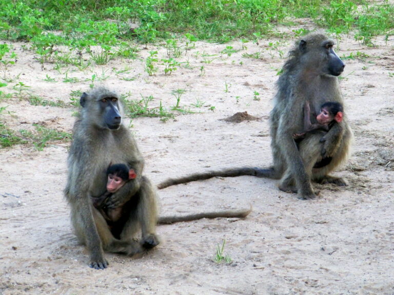 Chobe Nationalpark Affenfamilie