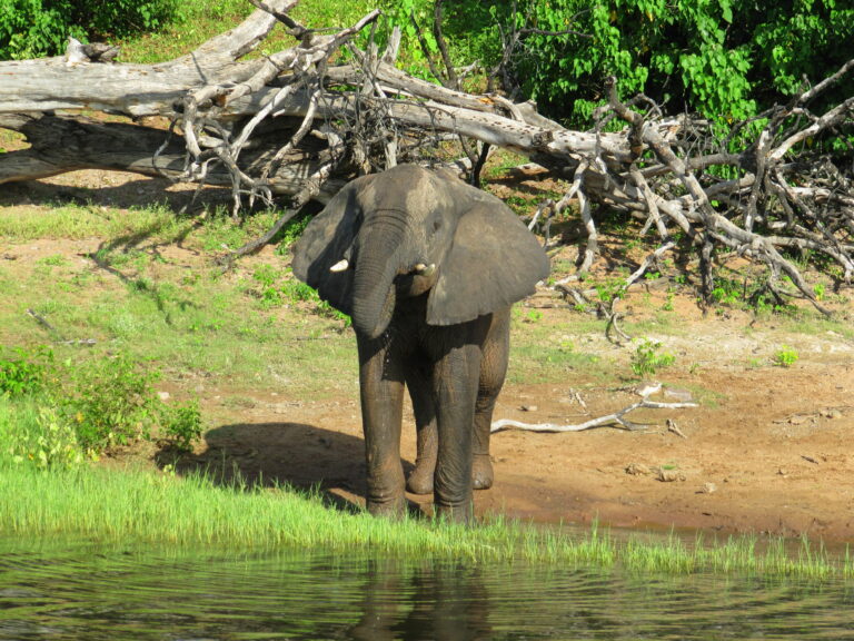 Chobe Nationalpark Fluss Safari Babyelefant