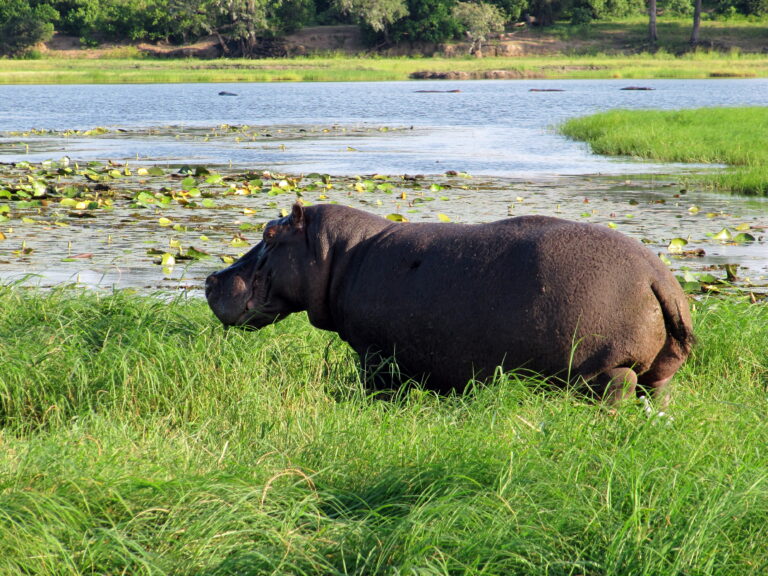 Chobe Nationalpark Fluss Safari Nilpferd