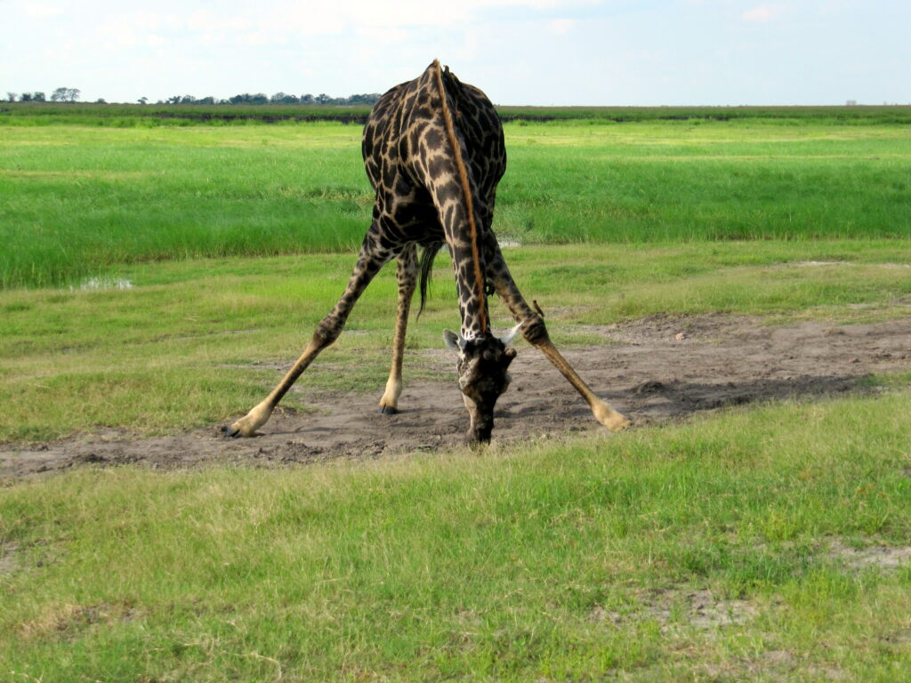 Chobe Nationalpark fressende Giraffe