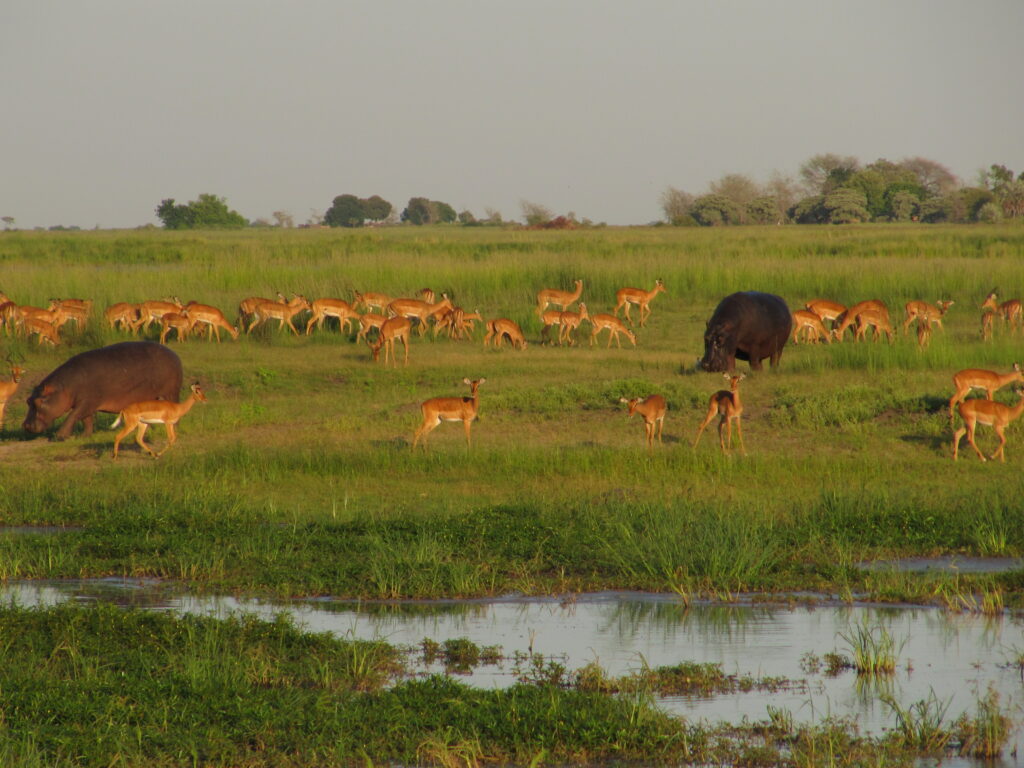 Chobe Nationalpark Nilpferde im Gras