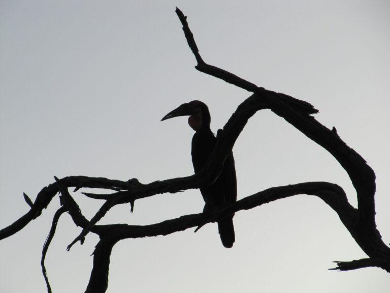 Chobe Nationalpark Vogel auf Baum