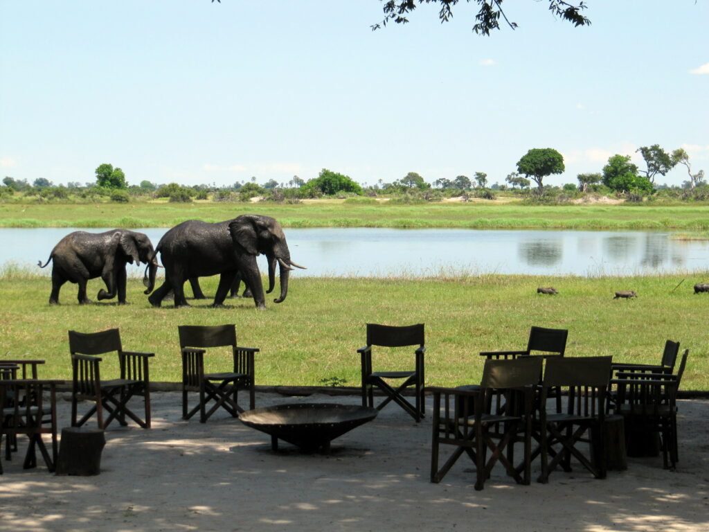 Okavango Delta Game Drive Elefantenherde im Restaurant