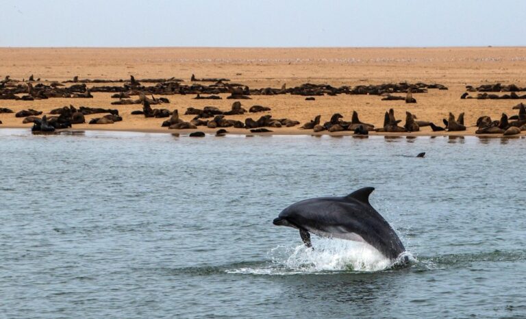 Swakopmund Walvis Bay Dolphin Cruise springender Delphin