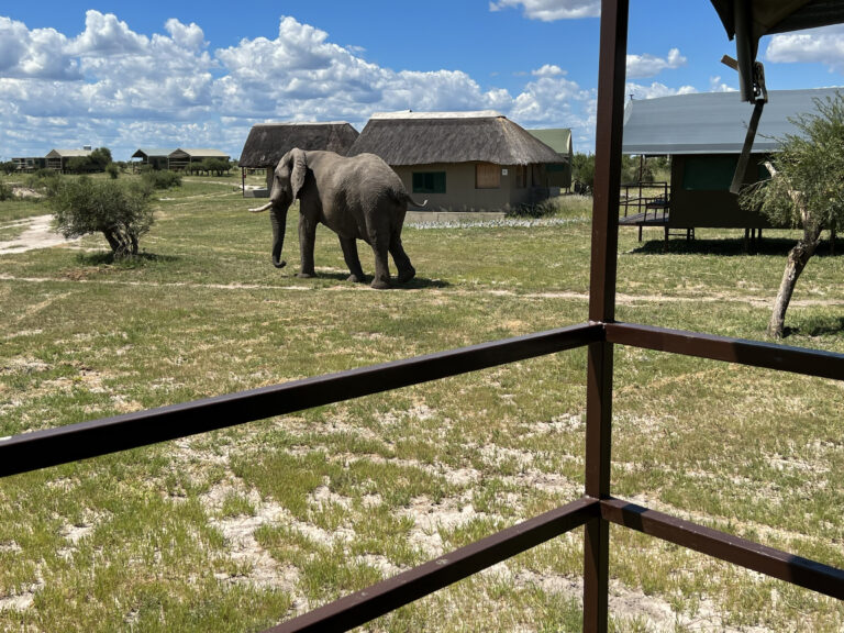 Chobe Elefant in Lodge