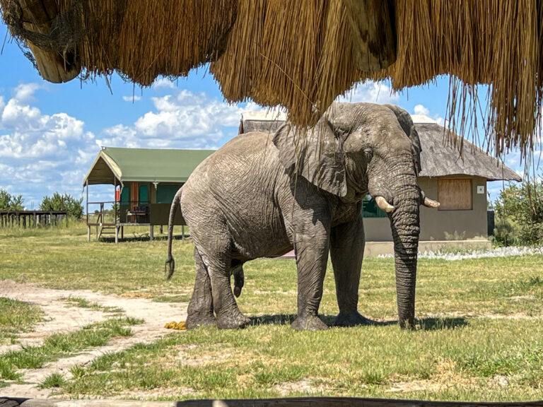 Chobe Elefant vor Zimmer