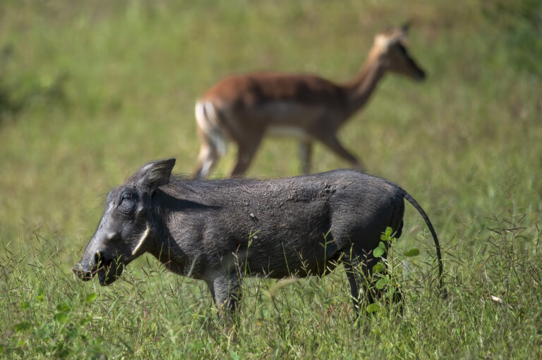 Chobe Warzenschwein