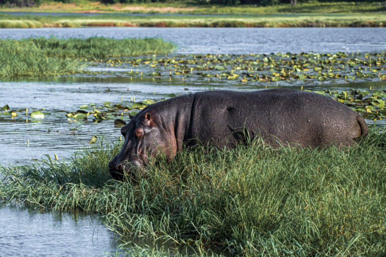 Kasane Chobe Flusspferd