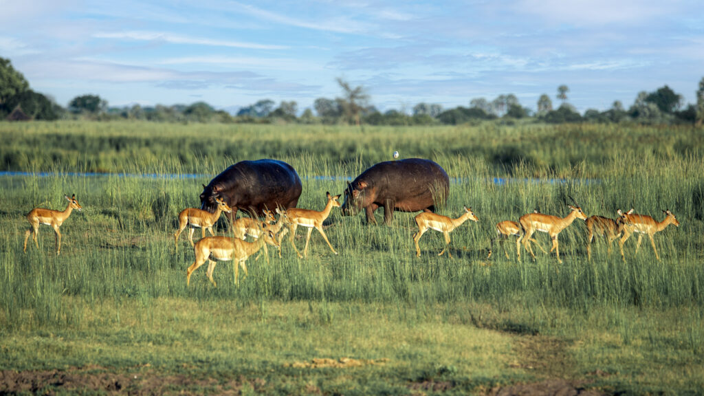 Kasane Chobe Flusspferde