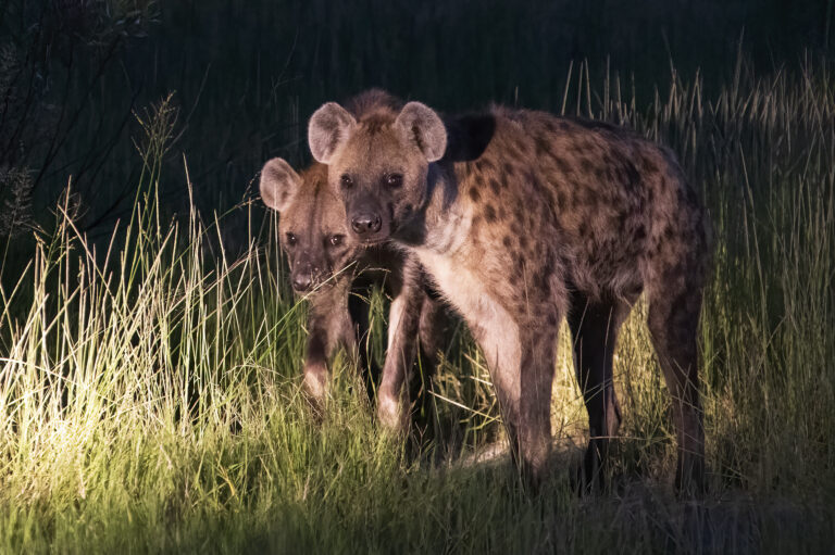 Kasane Chobe Hyänen