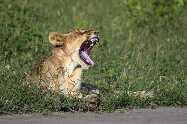 Kasane Chobe Löwin