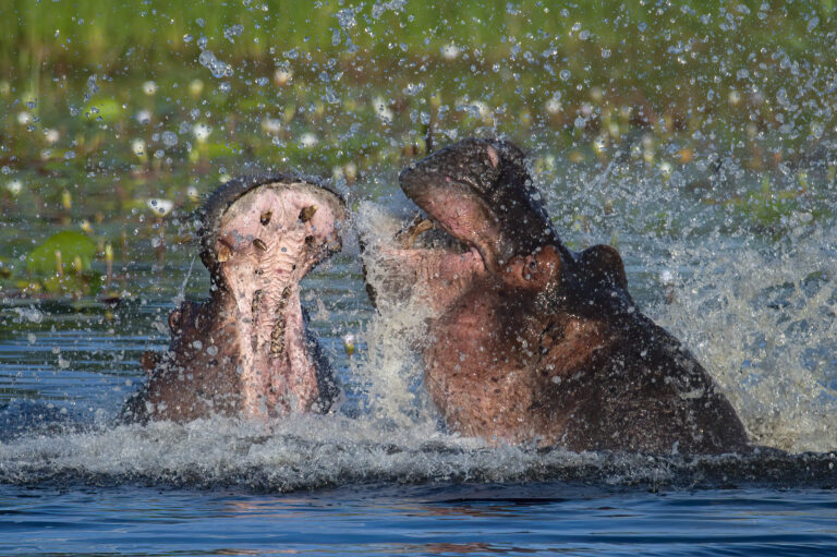 Okavango Delta Flusspferde