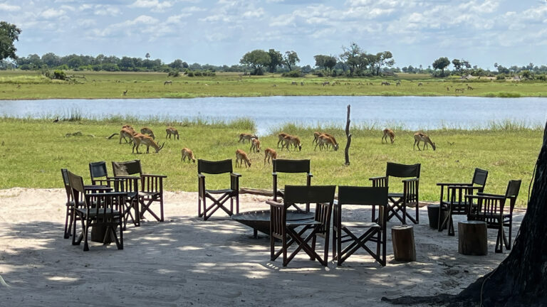 Okavango Delta Gazellengruppe