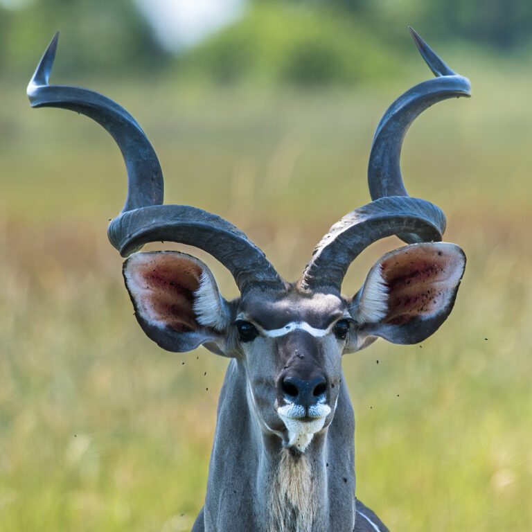 Okavango Delta Tier Nahaufnahme