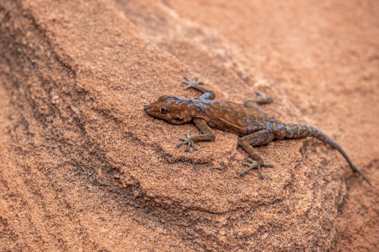 Damaraland Echse auf Stein