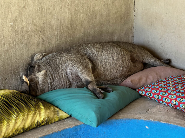 Schlafendes Warzenschwein auf Kissen