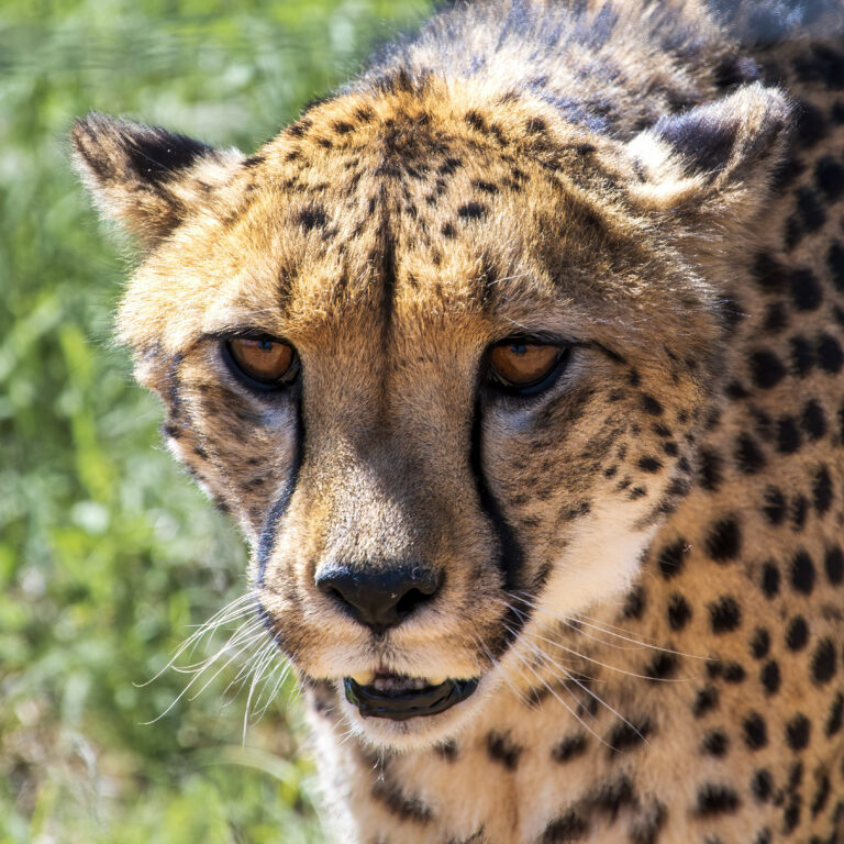 Gepard Profil