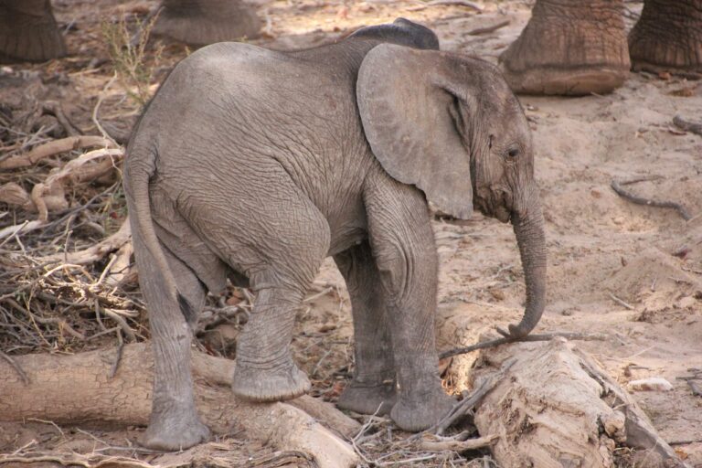 Wüstenelefant Baby kletttert auf Holz