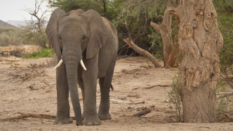 Namibia Wüstenelefant Bulle