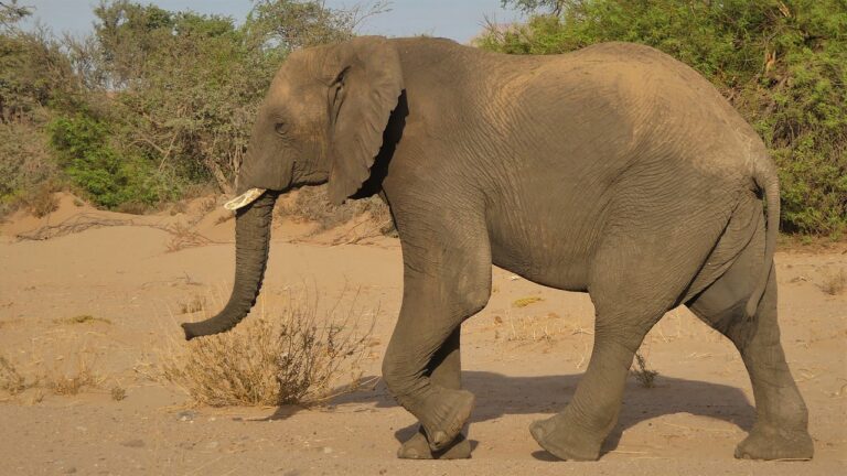 Namibia Wüstenelefant Profilbild