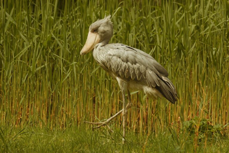 Schuhschnabel im Gras