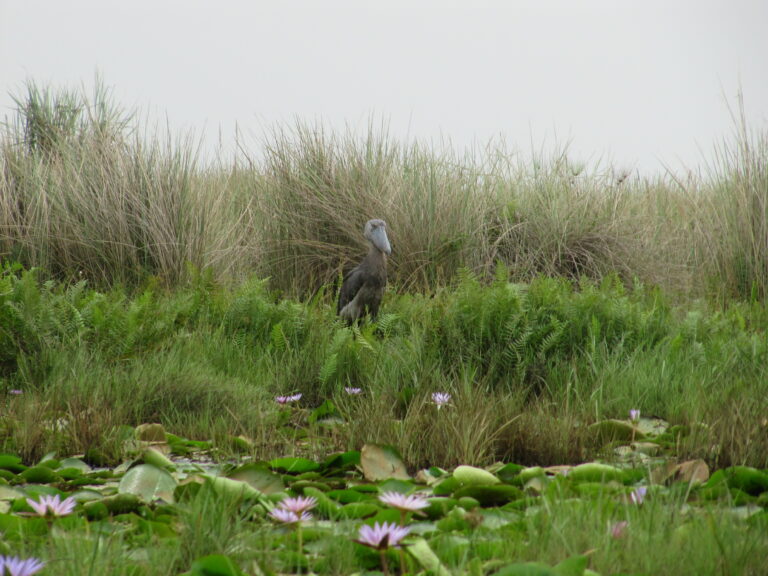 Schuhschnabel im Mabamba Wetland am Lake Viktoria