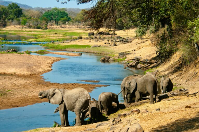 Ruaha Nationalpark Elefanten am Fluss