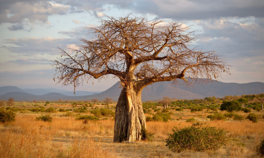 Baobab Baum in Ruaha Nationalpark