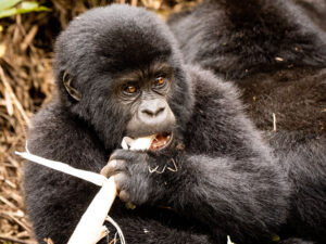 Bwindi Nationalpark Baby Berggorilla