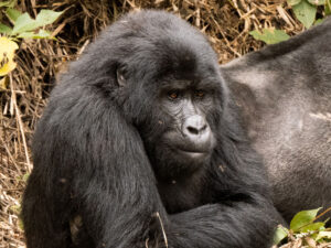 Bwindi Nationalpark Berggorilla