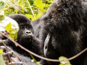 Bwindi Nationalpark Berggorilla Familie