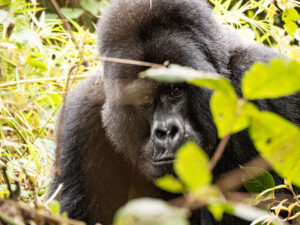 Bwindi Nationalpark Berggorilla im Wald