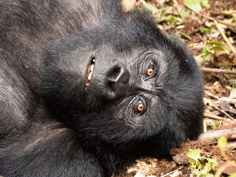 Bwindi Nationalpark Gorilla liegend