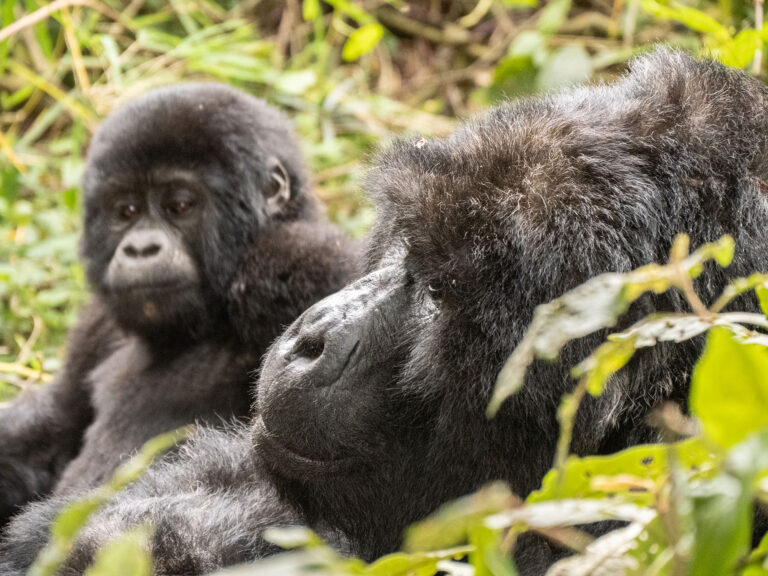 Bwindi Nationalpark Gorilla Tracking