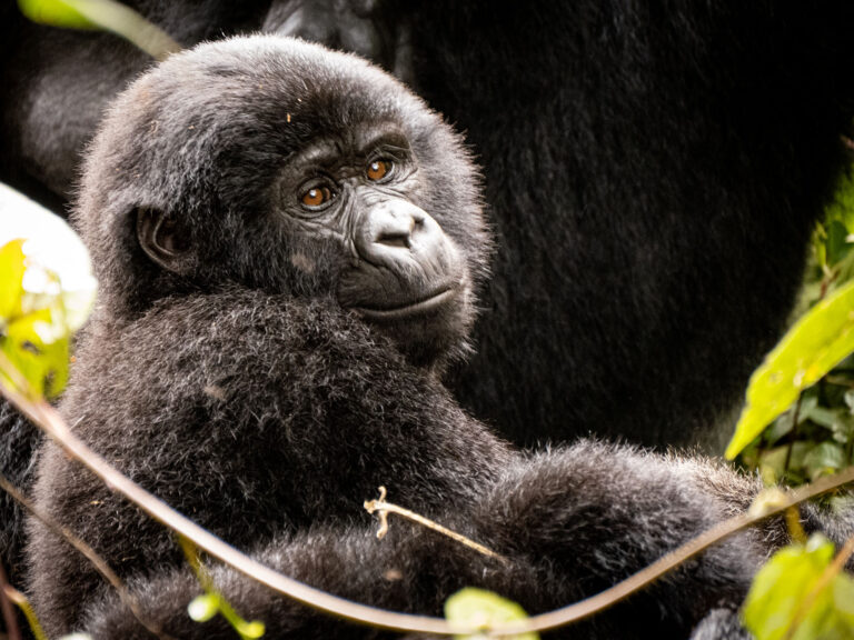 Bwindi Nationalpark Gorilla Tracking Baby