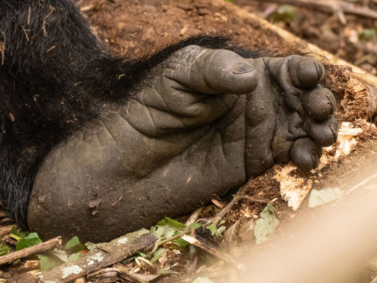 Bwindi Nationalpark Gorilla Tracking Fuß