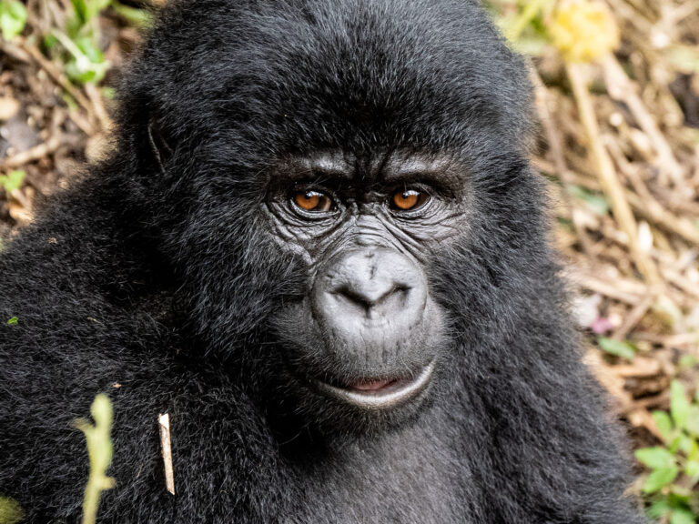 Bwindi Nationalpark Gorilla Tracking Junges Profil