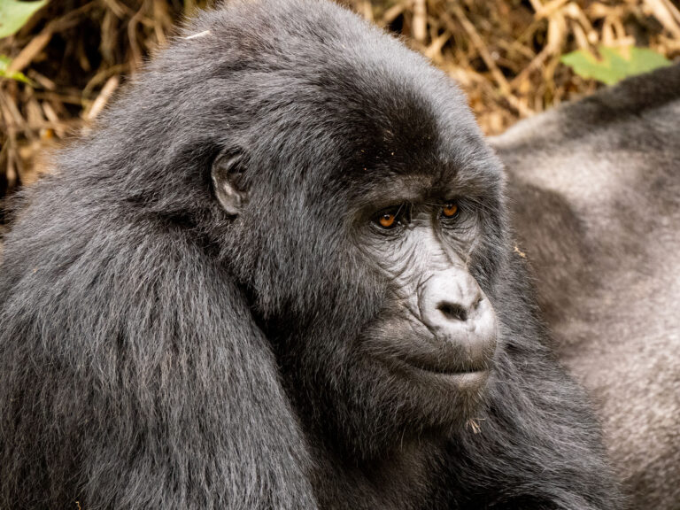 Bwindi Nationalpark Gorilla Tracking Profilbild