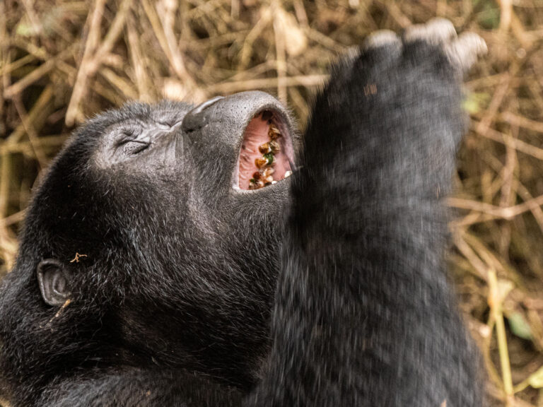 Bwindi Nationalpark lachender Gorilla