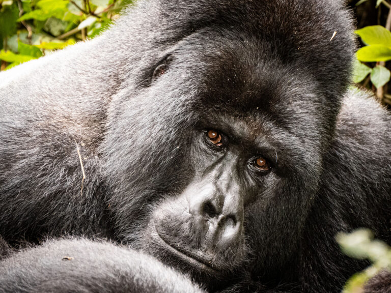 Bwindi Nationalpark Silberruecken nah