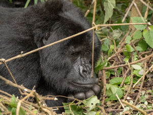 Bwindi Nationalpark traeumender Berggorilla