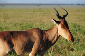 Tansania Antilope Nahaufnahme