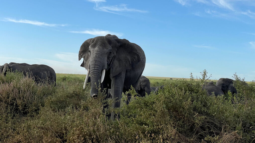 Elefant im Grass